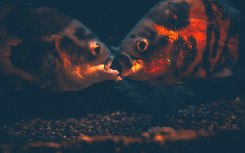 Oscar fish pair breeding time