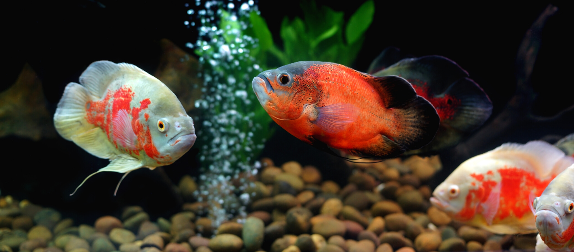 Oscar Fish Care Guide Diet, Types, Tankmates