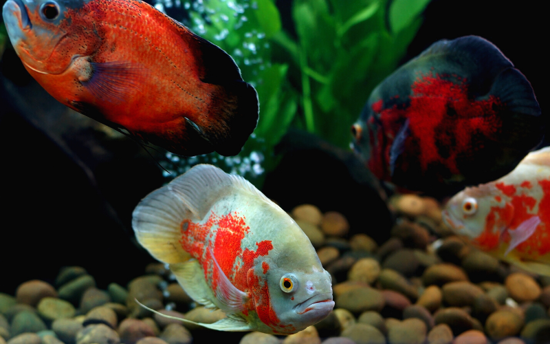 Oscar Fish Tank with different Oscar fish types