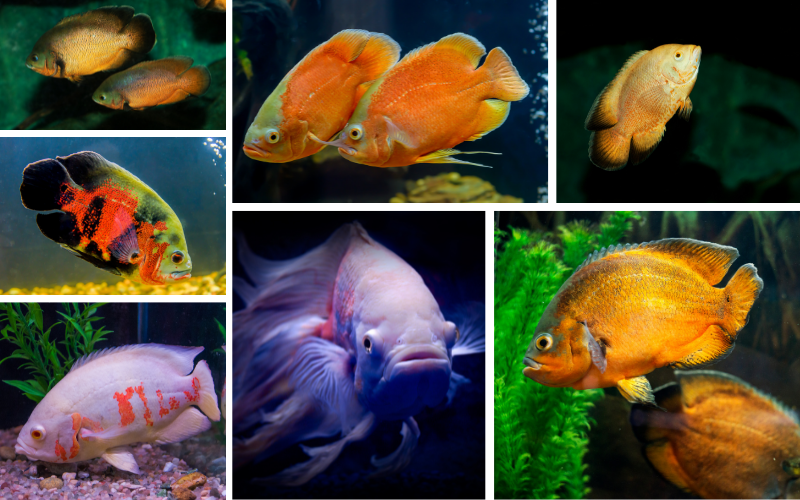 Oscar fish types including Black tiger , albino tiger and red Oscar fish