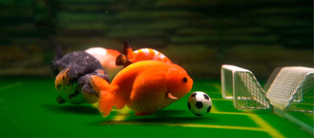 Soccer Playing Goldfish with the football