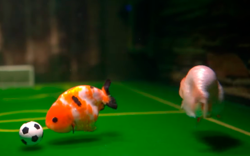 Soccer Playing Goldfish