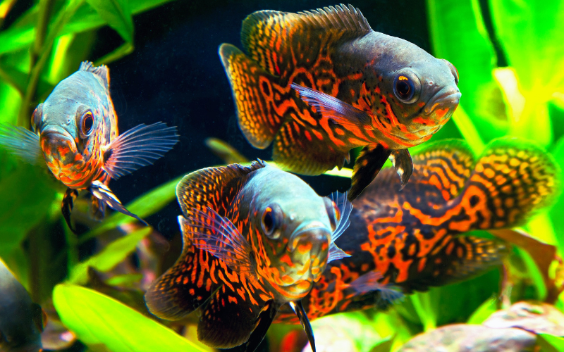 Tiger Oscar fish babies