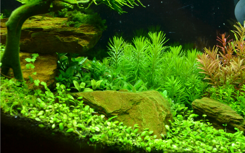 Incorporating live plants in the Aquarium