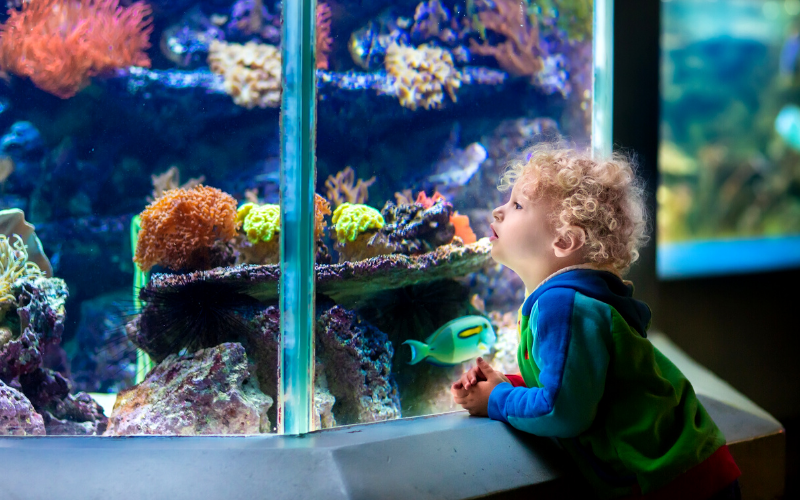 Child looking at the aquarium