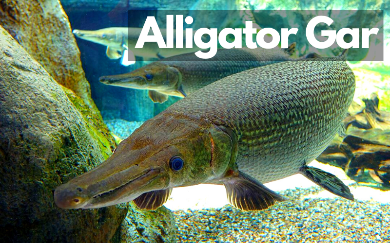 Alligator-Gar