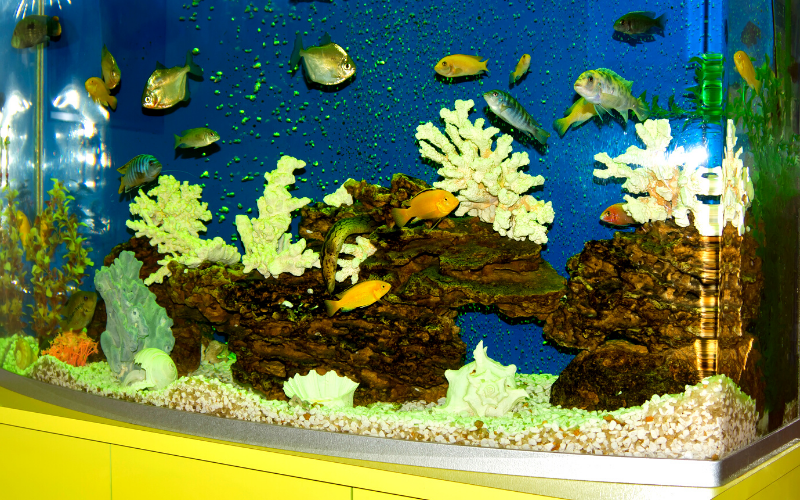 how to establish Aquarium Nitrogen Cycle in a fish tank