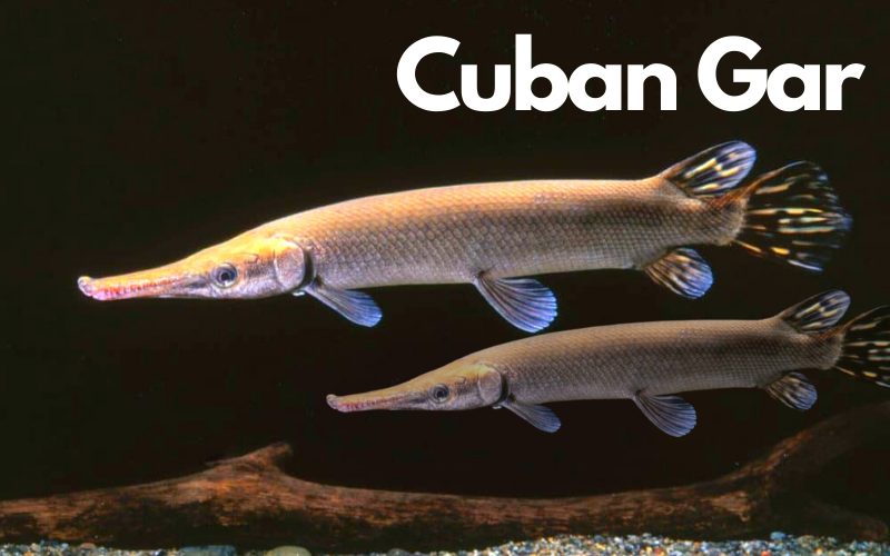 Cuban Gar fish