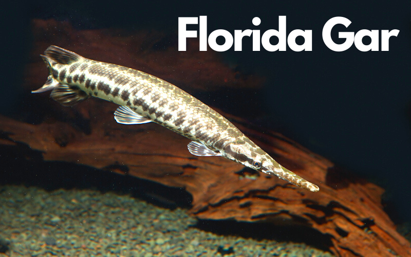 Florida Gar fish