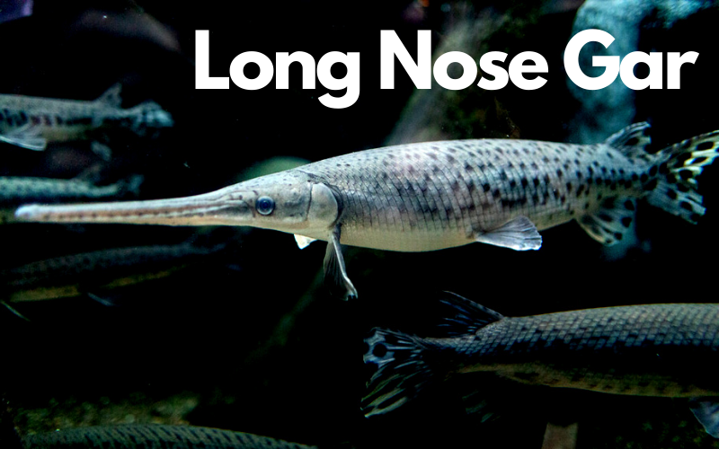 Long nose Gar fish