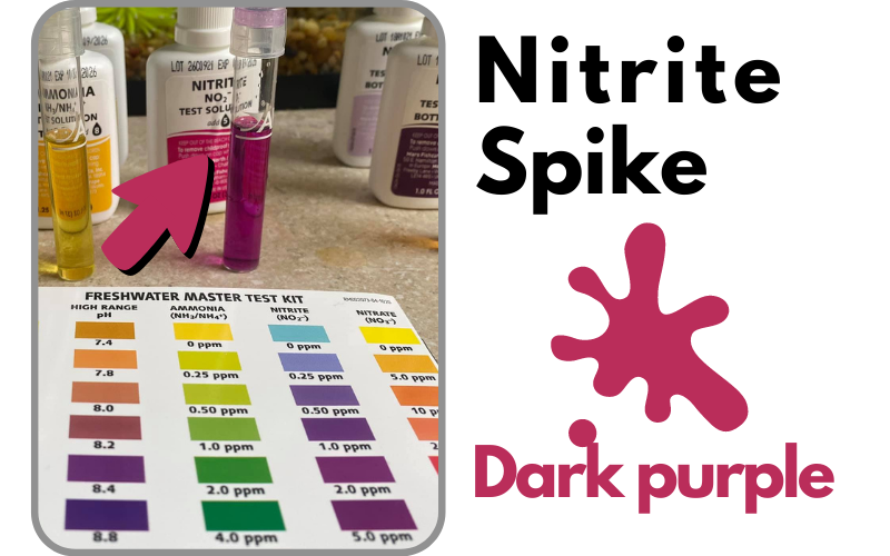 Nitrite Spike in Aquarium Nitrogen cycle