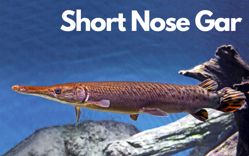 Short nose Gar fish