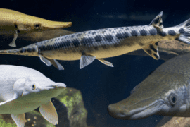 Top 7 Gar Fish Alligator Gar, Spotted Gar, Florida Gar & More.