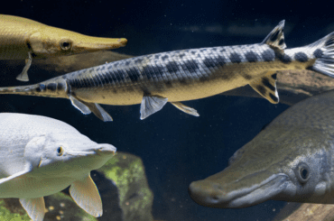Top 7 Gar Fish Alligator Gar, Spotted Gar, Florida Gar & More.