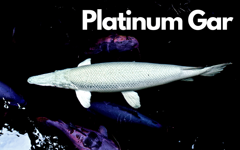 platinum Gar fish