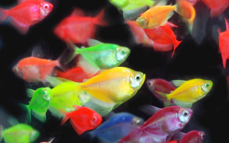 Color fed tetra fish