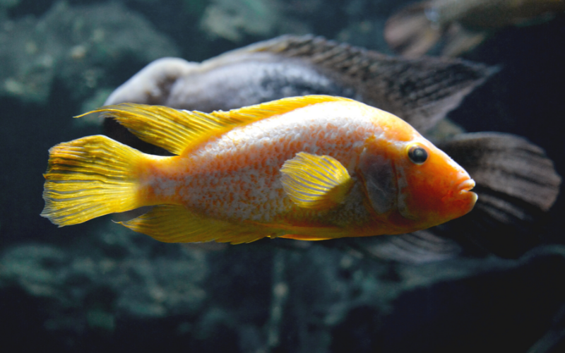aquarium fish with diseases