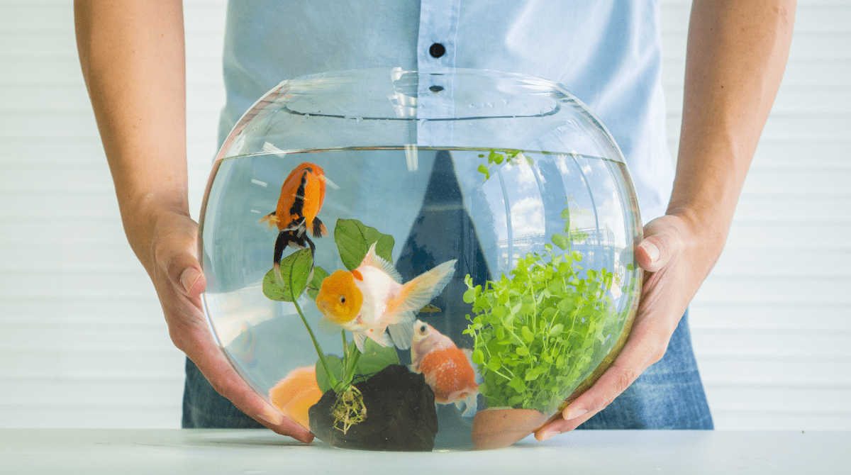 How to Plan a Freshwater Aquarium: Beginners` Guide to Fishkeeping