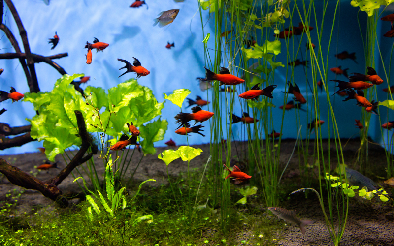 Sword-tail fish aquarium