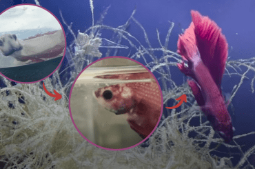 Betta Fish Who Wouldn't Eat Or Swim Transformation & recovery