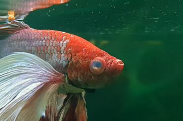 Cloudy eye of Aquarium Fish Causes, Symptoms & Treatments