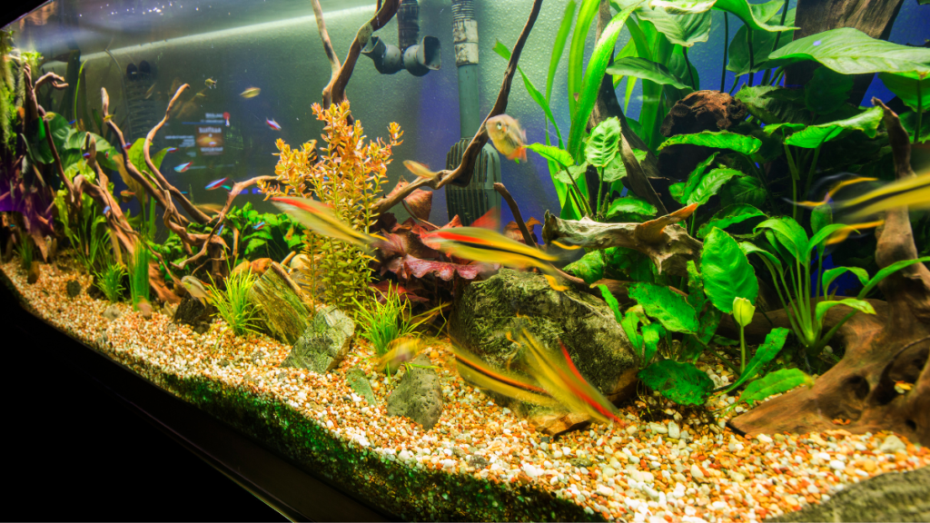 Ultimate Guide to Aquarium Substrates