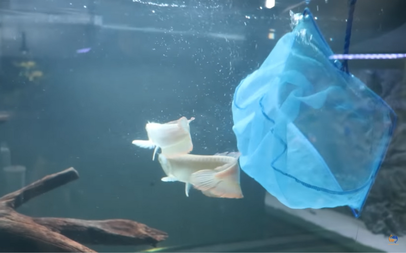 Adding fish with an aquarium net