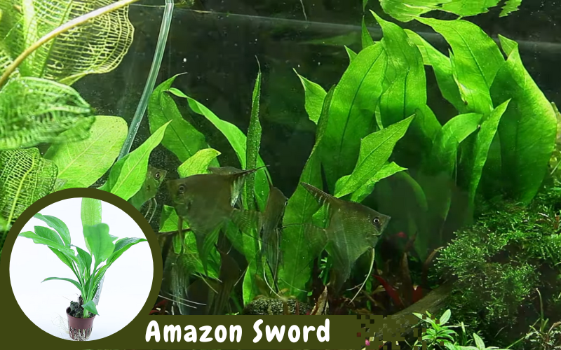 Amazon Sword aquarium plants