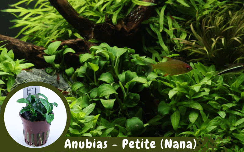 Anubias - Petite (Nana) plants