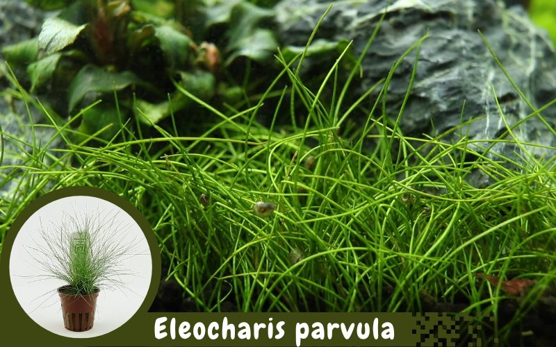 Eleocharis parvula aquarium plants