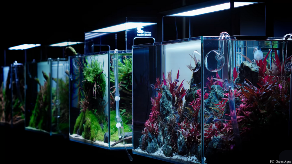 How to Select Aquarium Lights for Freshwater Tanks