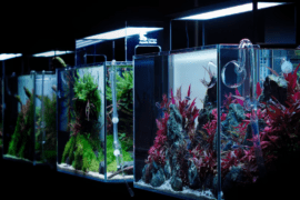 How to Select Aquarium Lights for Freshwater Tanks
