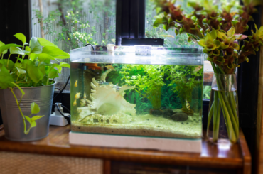 How to Set up a Freshwater Aquarium: Beginners` Guide to Fishkeeping