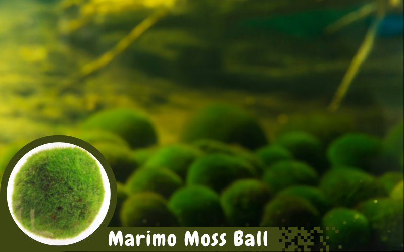 Marimo Moss Ball