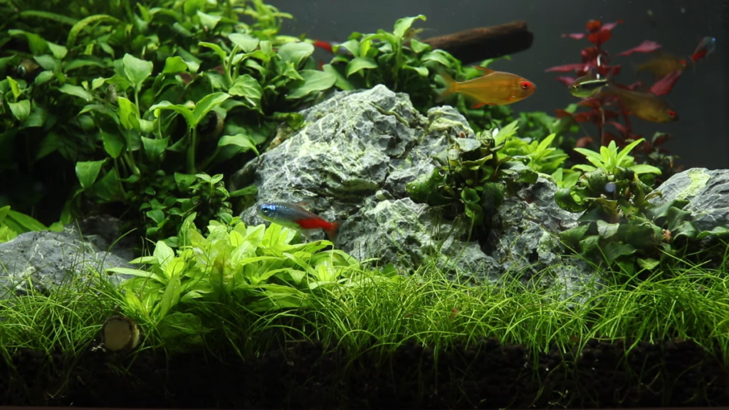 Top 10 Low Light Aquarium Plants for Beginner Aquascapes