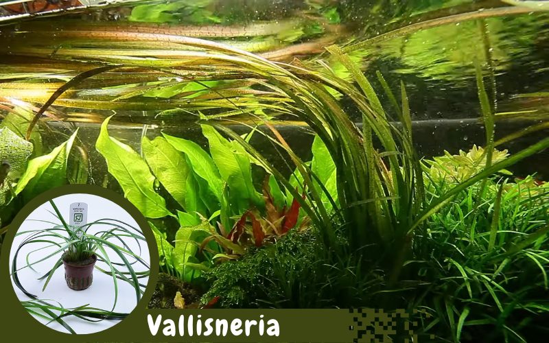 Vallisneria aquarium plants