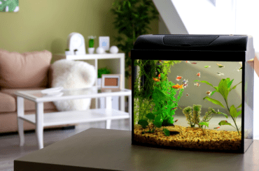 What`s the Best Aquarium Size Standard Fish Tank Sizes