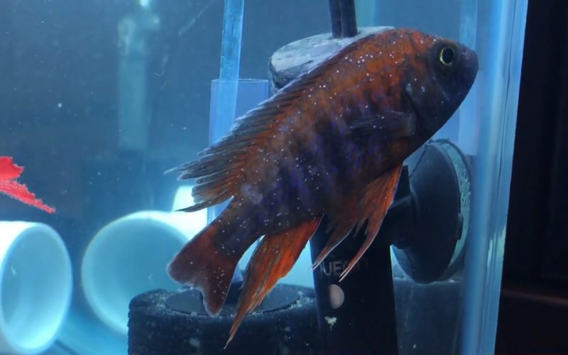 Aquarium fish with itchy skin