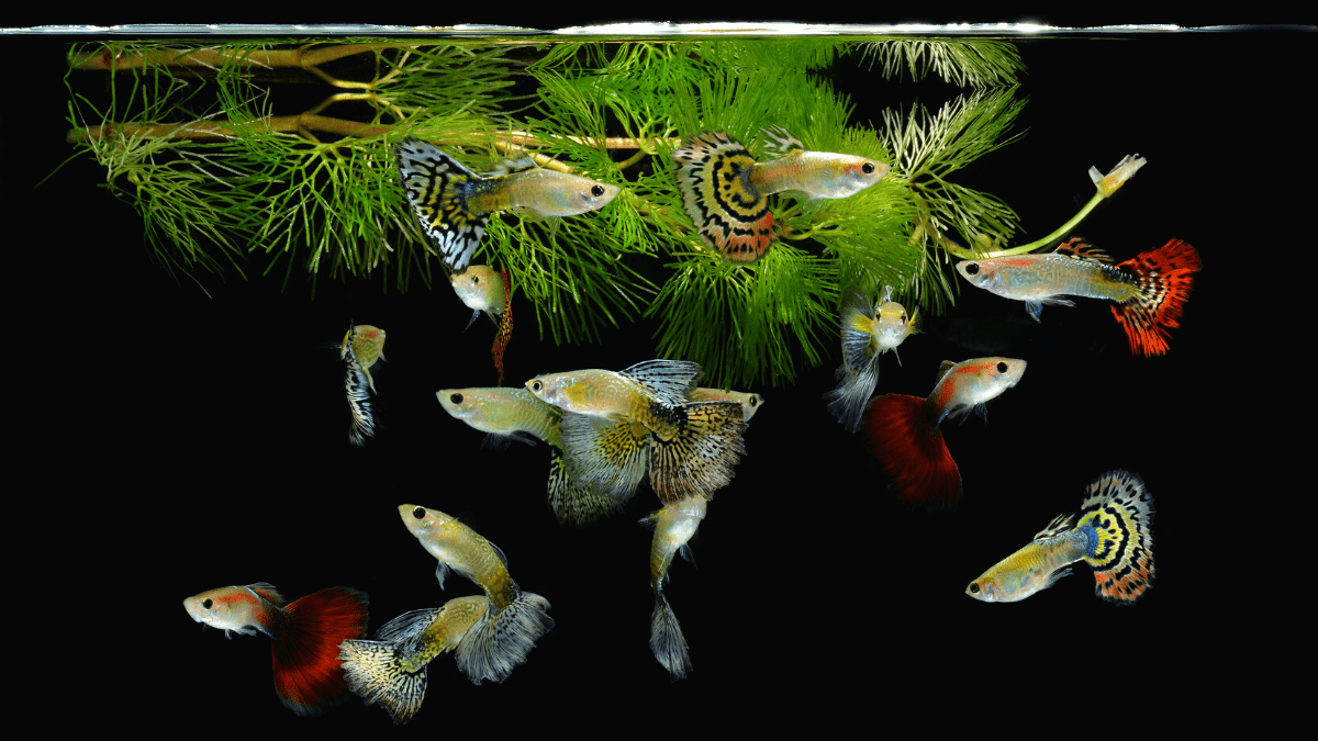 Best Fish for 5-Gallon Aquariums: Fish Tank Stocking Ideas