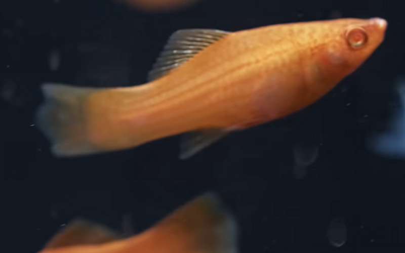 Clamped fin of a platy fish