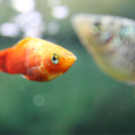 Why Your Fish has Clamped Fins Causes & Treatments