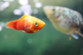 Why Your Fish has Clamped Fins Causes & Treatments