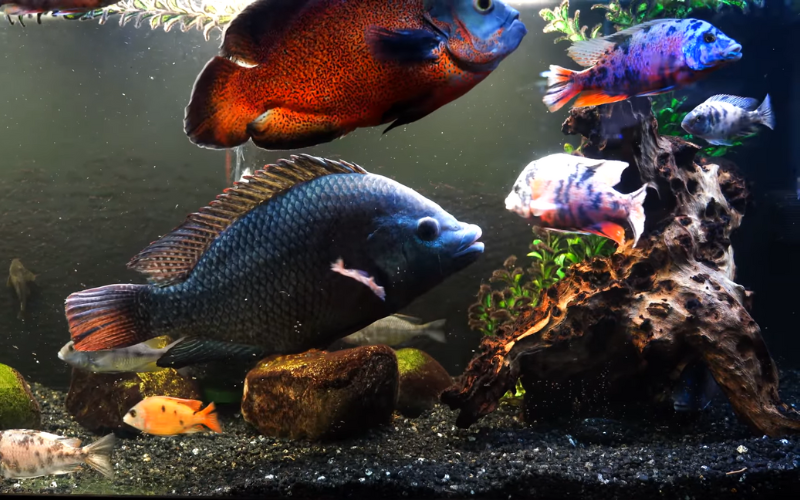 Cichlids prefer a moderate aquarium filter rate