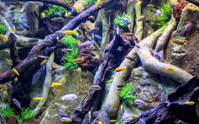 Driftwoods as aquarium hiding places