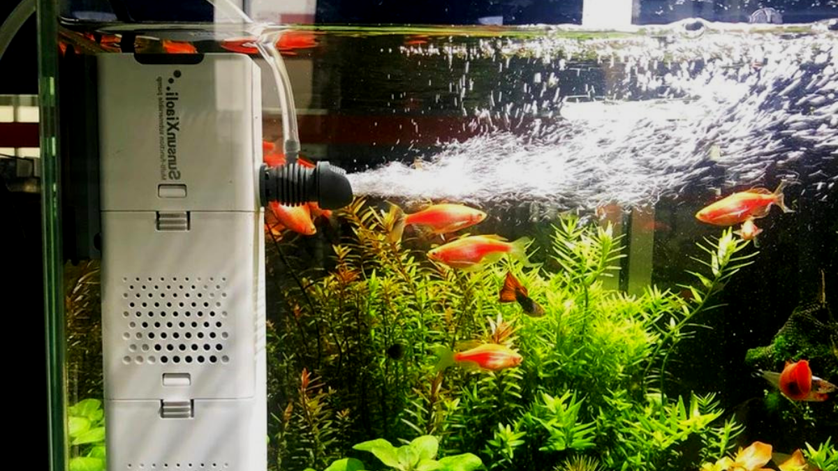 How much Filtration do I need: Aquarium Filter Rate