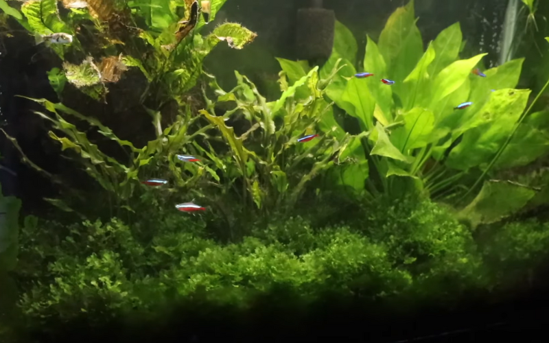Plants as an Aquarium Hides