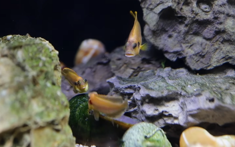 Tank Bullies in Aquariums