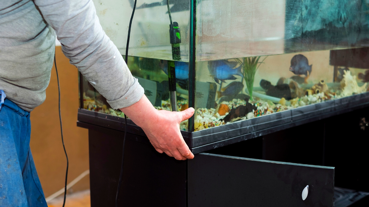 Things to Check When Buying a Used Aquarium: Complete Buying Guide