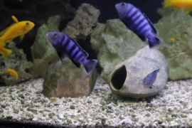 aquarium hiding places for fish are more important than many of you might think. Let's go over the reasons why you need to have hiding places in your fish tanks and some different types of aquarium hides.
