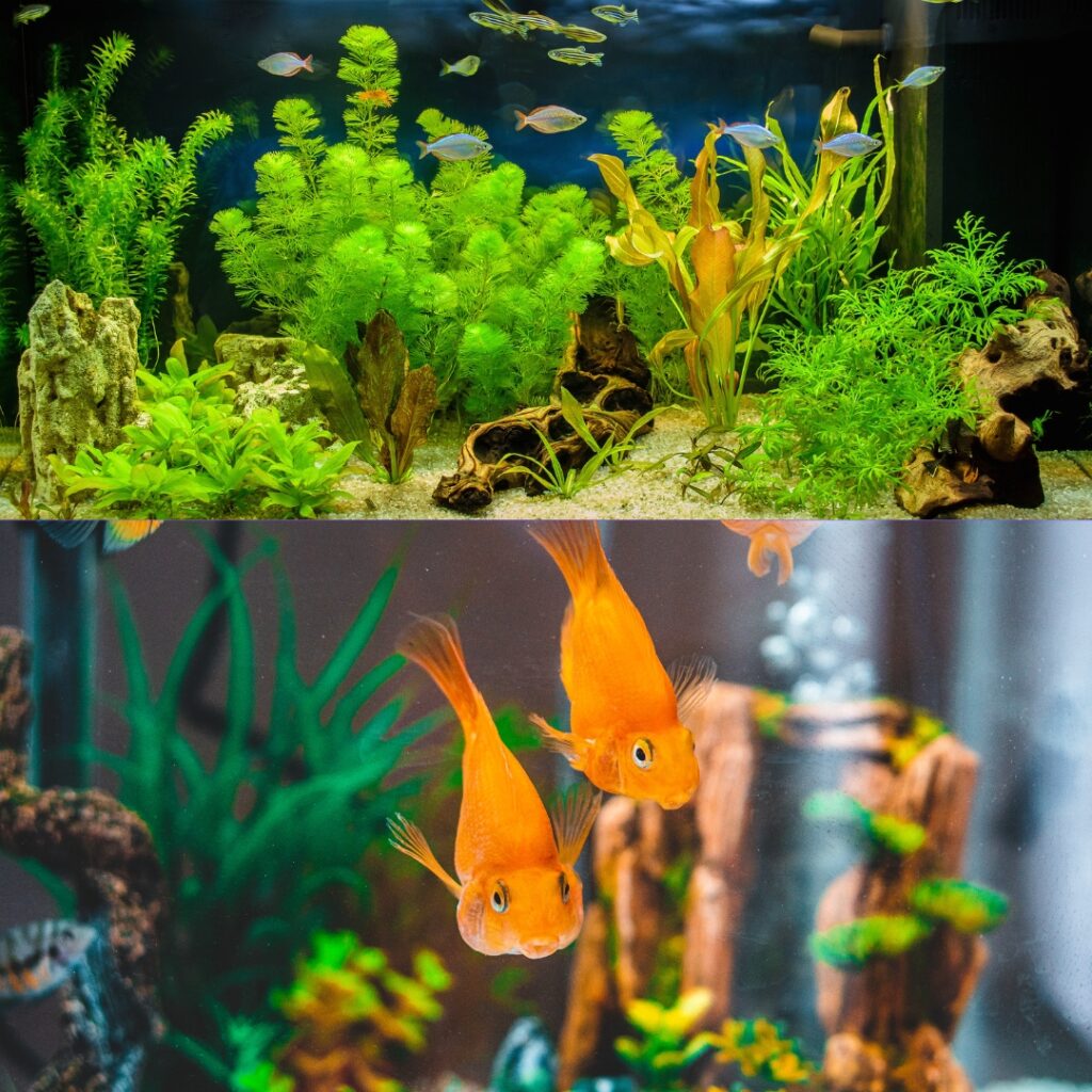 The Beginner's Guide to Setting Up Your First Aquarium